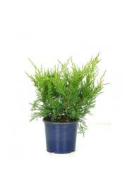Juniperus sabina C1 Lit.15-20 cm