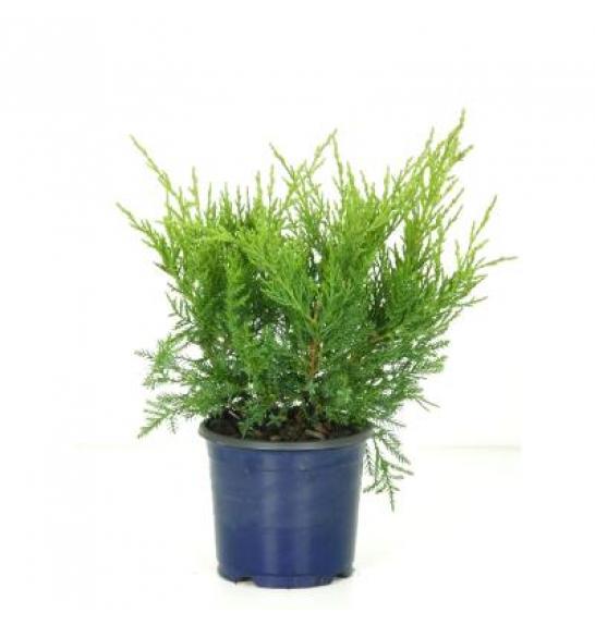 Juniperus sabina C1 Lit.15-20 cm