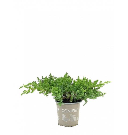Juniperus procumbens Nana Ø9