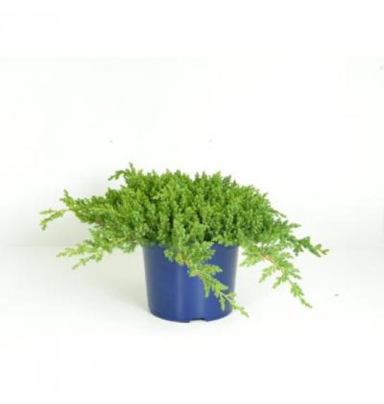Juniperus procumbens Nana C5 Lit. 20-30 cm