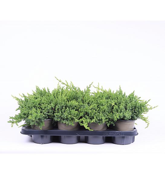 Juniperus procumbens Nana C1 Lit. 10-15 cm