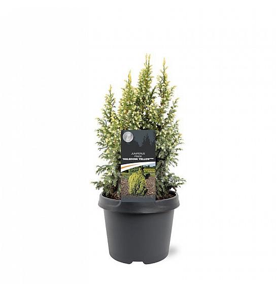 Juniperus pingii Hulsdonck Yellow ᴾᴮᴿ C5 Lit. 30-40 cm