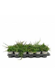 Juniperus pfitzeriana Mint Julep Ø9
