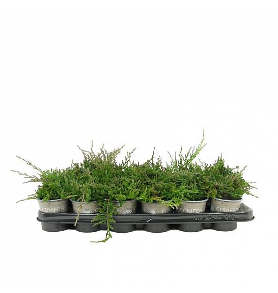 Juniperus pfitzeriana Mint Julep Ø9