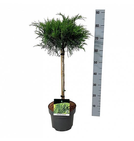 Juniperus pfitzeriana Mint Julep C5 Lit. Na steblu 40 cm