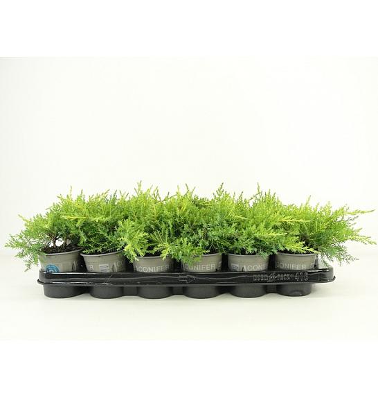 Juniperus pfitzeriana Gold Star Ø9