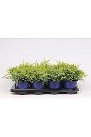 Juniperus pfitzeriana Gold Star C1 Lit. 15-20 cm