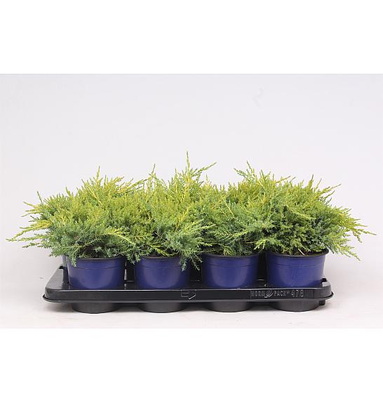 Juniperus pfitzeriana Gold Star C1 Lit. 15-20 cm