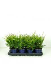 Juniperus pfitzeriana Glauca C1 Lit. 15-20 cm