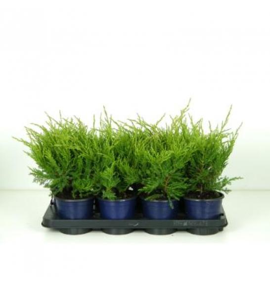 Juniperus pfitzeriana Glauca C1 Lit. 15-20 cm