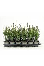 Juniperus pfitzeriana Glauca Ø9