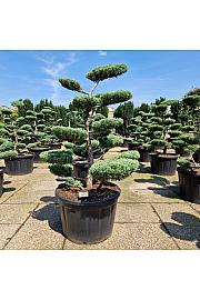 Juniperus media Hetzii C230 Lit. 150-175 cm Bonsai