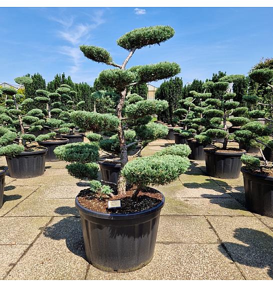 Juniperus media Hetzii C230 Lit. 150-175 cm Bonsai