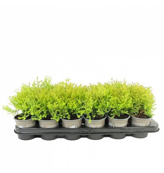 Juniperus horizontalis Prince of Wales Ø9