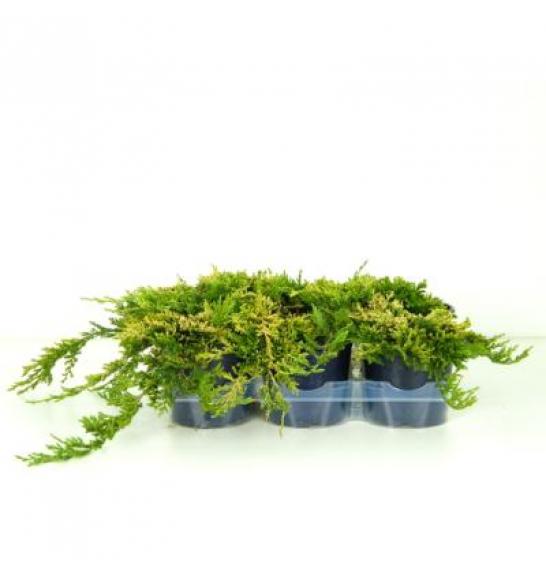 Juniperus horizontalis Golden Carpet Ø15 15-20 cm
