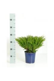 Juniperus horizontalis Andorra compacta C2 Lit. 15-20 cm