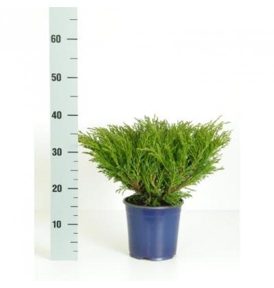Juniperus horizontalis Andorra compacta C2 Lit. 15-20 cm