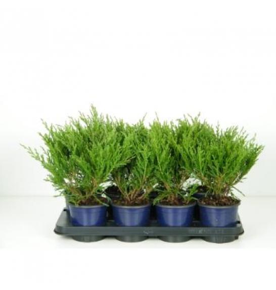 Juniperus horizontalis Andorra compacta C1 Lit. 15-20 cm