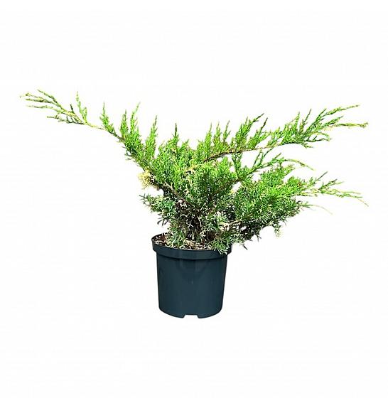 Juniperus hetzii White Splash C2,5 Lit. 25-30 cm