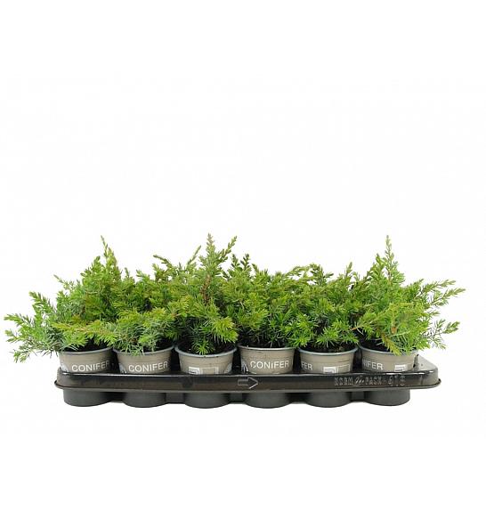 Juniperus conferta Schlager Ø9