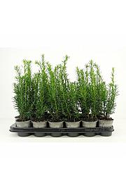 Juniperus conferta Schlager Ø9