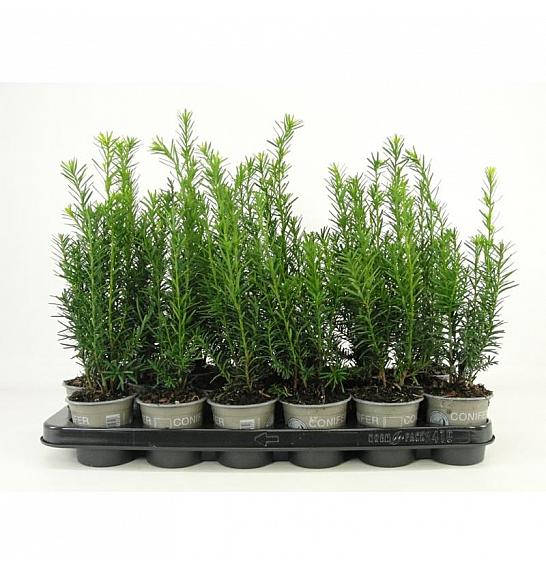 Juniperus conferta Schlager Ø9