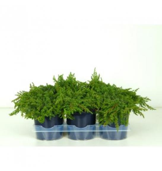 Juniperus conferta Schlager Ø15 15-20 cm