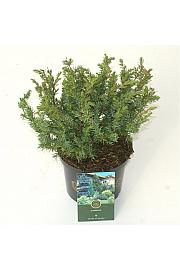 Juniperus conferta Schlager C2,5 Lit. 25-30 cm
