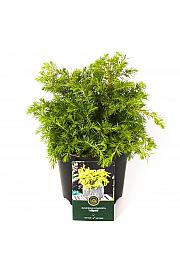Juniperus conferta All Gold C2,5 Lit. 25-30 cm