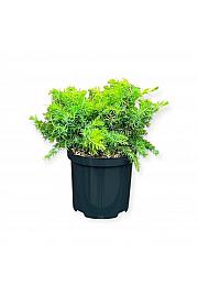 Juniperus conferta All Gold C2,5 Lit. 25-30 cm