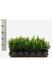 Juniperus communis Suecica Ø9