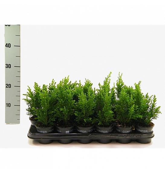 Juniperus communis Suecica Ø9
