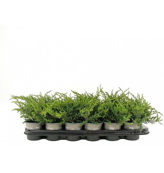 Juniperus communis Repanda Ø9
