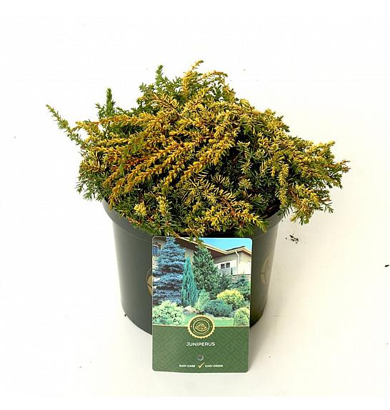 Juniperus communis Lemon Carpet C2,5 Lit. 20-25 cm