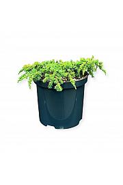 Juniperus communis Lemon Carpet C2,5 Lit. 20-25 cm