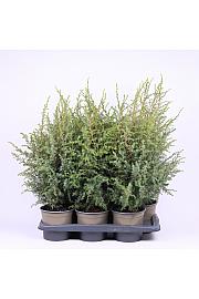 Juniperus communis Hibernica C2 Lit. 30-40 cm