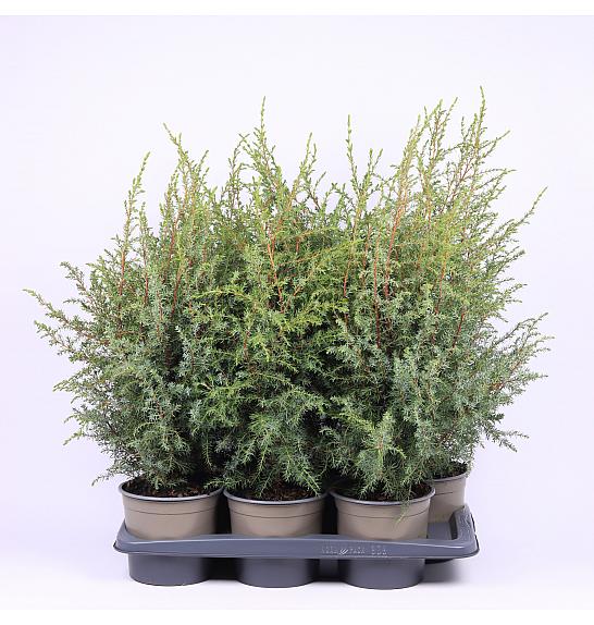 Juniperus communis Hibernica C2 Lit. 30-40 cm