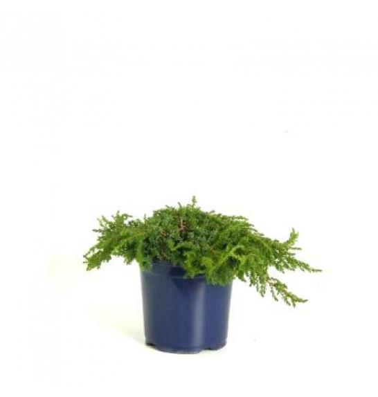 Juniperus communis Green Carpet C2 Lit. 15-20 cm