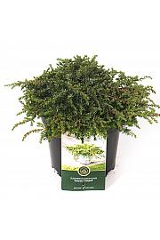 Juniperus communis Green Carpet C2,5 Lit. 20-25 cm