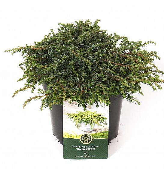 Juniperus communis Green Carpet C2,5 Lit. 20-25 cm
