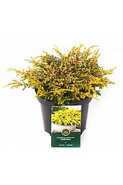 Juniperus communis Goldschatz C2,5 Lit. 20-25 cm