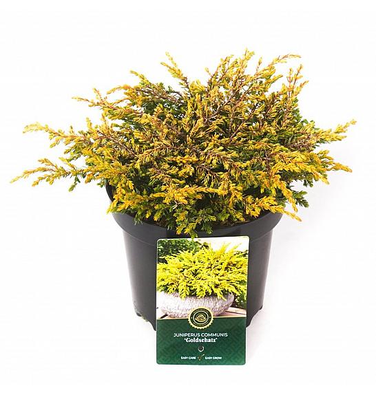 Juniperus communis Goldschatz C2,5 Lit. 20-25 cm