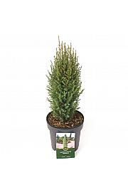 Juniperus communis Compressa C2,5 Lit. 20-25 cm