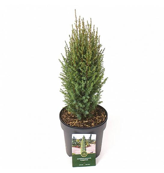 Juniperus communis Compressa C2,5 Lit. 20-25 cm
