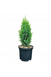 Juniperus communis Compressa C2,5 Lit. 25-30 cm