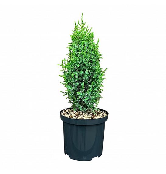 Juniperus communis Compressa C2,5 Lit. 25-30 cm