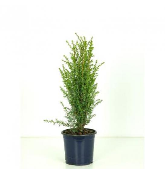 Juniperus communis Arnold Ø15 20-30 cm