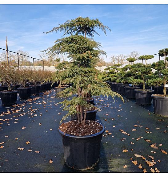 Juniperus communis Green Carpet C65 Lit. 120/+ cm Bonsai