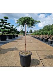 Juniperus communis Zeal C15 Lit. Na steblu 60 cm
