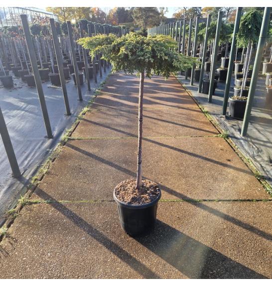 Juniperus communis Goldschatz C15 Lit. Na steblu 80 cm